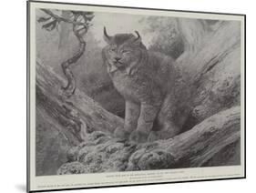 Studies from Life at the Zoological Gardens, the Canadian Lynx-null-Mounted Giclee Print