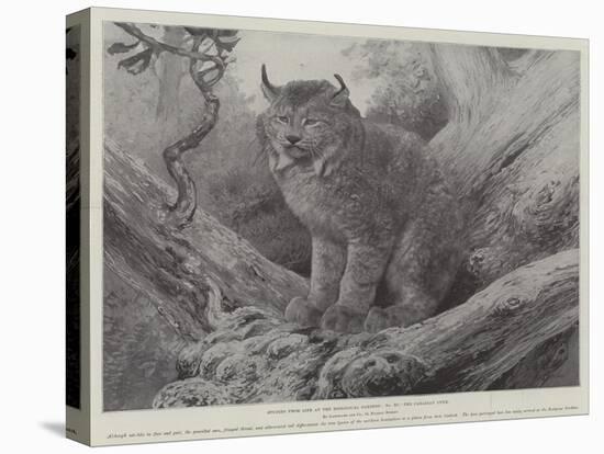 Studies from Life at the Zoological Gardens, the Canadian Lynx-null-Stretched Canvas
