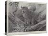 Studies from Life at the Zoological Gardens, the Canadian Lynx-null-Stretched Canvas