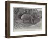 Studies from Life at the Zoological Gardens, the Capibara, or Carpincho, of South America-null-Framed Giclee Print