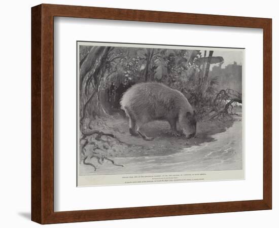 Studies from Life at the Zoological Gardens, the Capibara, or Carpincho, of South America-null-Framed Giclee Print