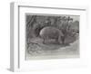 Studies from Life at the Zoological Gardens, the Capibara, or Carpincho, of South America-null-Framed Giclee Print