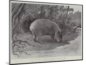 Studies from Life at the Zoological Gardens, the Capibara, or Carpincho, of South America-null-Mounted Giclee Print
