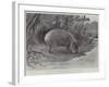 Studies from Life at the Zoological Gardens, the Capibara, or Carpincho, of South America-null-Framed Giclee Print