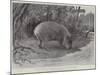 Studies from Life at the Zoological Gardens, the Capibara, or Carpincho, of South America-null-Mounted Giclee Print