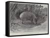Studies from Life at the Zoological Gardens, the Capibara, or Carpincho, of South America-null-Framed Stretched Canvas