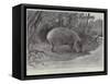 Studies from Life at the Zoological Gardens, the Capibara, or Carpincho, of South America-null-Framed Stretched Canvas