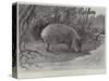 Studies from Life at the Zoological Gardens, the Capibara, or Carpincho, of South America-null-Stretched Canvas
