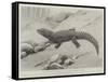 Studies from Life at the Zoological Gardens, the Giant Girdle-Tail Lizard of South Africa-null-Framed Stretched Canvas