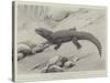 Studies from Life at the Zoological Gardens, the Giant Girdle-Tail Lizard of South Africa-null-Stretched Canvas