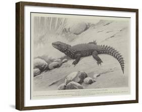 Studies from Life at the Zoological Gardens, the Giant Girdle-Tail Lizard of South Africa-null-Framed Giclee Print