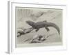 Studies from Life at the Zoological Gardens, the Giant Girdle-Tail Lizard of South Africa-null-Framed Giclee Print