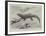 Studies from Life at the Zoological Gardens, the Giant Girdle-Tail Lizard of South Africa-null-Framed Giclee Print