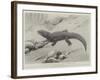 Studies from Life at the Zoological Gardens, the Giant Girdle-Tail Lizard of South Africa-null-Framed Giclee Print