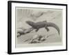 Studies from Life at the Zoological Gardens, the Giant Girdle-Tail Lizard of South Africa-null-Framed Giclee Print