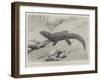 Studies from Life at the Zoological Gardens, the Giant Girdle-Tail Lizard of South Africa-null-Framed Giclee Print