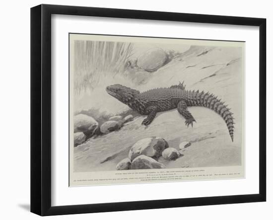 Studies from Life at the Zoological Gardens, the Giant Girdle-Tail Lizard of South Africa-null-Framed Giclee Print