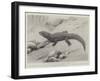 Studies from Life at the Zoological Gardens, the Giant Girdle-Tail Lizard of South Africa-null-Framed Giclee Print