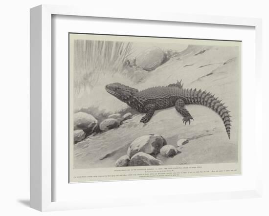 Studies from Life at the Zoological Gardens, the Giant Girdle-Tail Lizard of South Africa-null-Framed Giclee Print