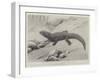 Studies from Life at the Zoological Gardens, the Giant Girdle-Tail Lizard of South Africa-null-Framed Giclee Print