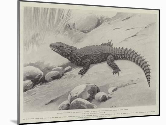 Studies from Life at the Zoological Gardens, the Giant Girdle-Tail Lizard of South Africa-null-Mounted Giclee Print