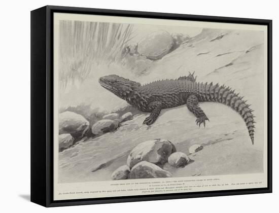 Studies from Life at the Zoological Gardens, the Giant Girdle-Tail Lizard of South Africa-null-Framed Stretched Canvas