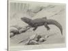 Studies from Life at the Zoological Gardens, the Giant Girdle-Tail Lizard of South Africa-null-Stretched Canvas