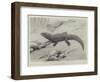 Studies from Life at the Zoological Gardens, the Giant Girdle-Tail Lizard of South Africa-null-Framed Giclee Print