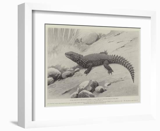 Studies from Life at the Zoological Gardens, the Giant Girdle-Tail Lizard of South Africa-null-Framed Giclee Print