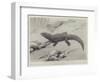 Studies from Life at the Zoological Gardens, the Giant Girdle-Tail Lizard of South Africa-null-Framed Giclee Print