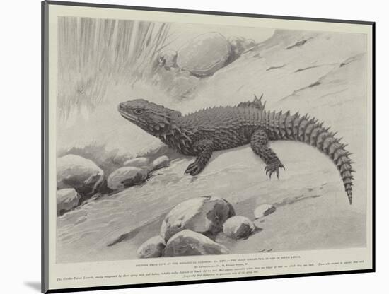 Studies from Life at the Zoological Gardens, the Giant Girdle-Tail Lizard of South Africa-null-Mounted Giclee Print