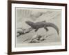 Studies from Life at the Zoological Gardens, the Giant Girdle-Tail Lizard of South Africa-null-Framed Giclee Print