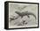 Studies from Life at the Zoological Gardens, the Giant Girdle-Tail Lizard of South Africa-null-Framed Stretched Canvas