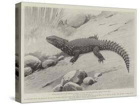 Studies from Life at the Zoological Gardens, the Giant Girdle-Tail Lizard of South Africa-null-Stretched Canvas