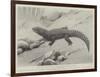 Studies from Life at the Zoological Gardens, the Giant Girdle-Tail Lizard of South Africa-null-Framed Giclee Print