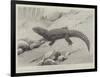 Studies from Life at the Zoological Gardens, the Giant Girdle-Tail Lizard of South Africa-null-Framed Giclee Print