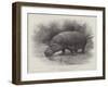 Studies from Life at the Zoological Gardens, the Home of the Hippopotamus-null-Framed Giclee Print