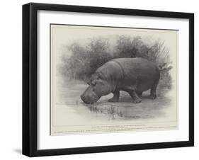 Studies from Life at the Zoological Gardens, the Home of the Hippopotamus-null-Framed Giclee Print