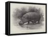 Studies from Life at the Zoological Gardens, the Home of the Hippopotamus-null-Framed Stretched Canvas