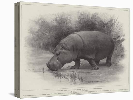 Studies from Life at the Zoological Gardens, the Home of the Hippopotamus-null-Stretched Canvas