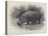 Studies from Life at the Zoological Gardens, the Home of the Hippopotamus-null-Stretched Canvas