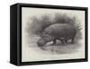 Studies from Life at the Zoological Gardens, the Home of the Hippopotamus-null-Framed Stretched Canvas