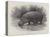 Studies from Life at the Zoological Gardens, the Home of the Hippopotamus-null-Stretched Canvas