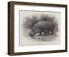 Studies from Life at the Zoological Gardens, the Home of the Hippopotamus-null-Framed Premium Giclee Print