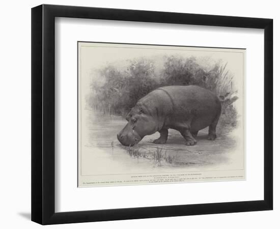 Studies from Life at the Zoological Gardens, the Home of the Hippopotamus-null-Framed Premium Giclee Print