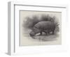 Studies from Life at the Zoological Gardens, the Home of the Hippopotamus-null-Framed Premium Giclee Print