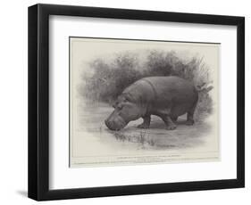 Studies from Life at the Zoological Gardens, the Home of the Hippopotamus-null-Framed Giclee Print