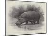 Studies from Life at the Zoological Gardens, the Home of the Hippopotamus-null-Mounted Giclee Print