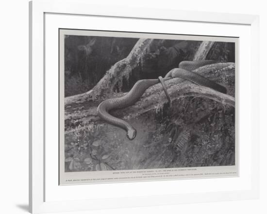 Studies from Life at the Zoological Gardens, the Home of the Plumbeous Tree-Snake-null-Framed Giclee Print