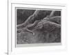 Studies from Life at the Zoological Gardens, the Home of the Plumbeous Tree-Snake-null-Framed Giclee Print